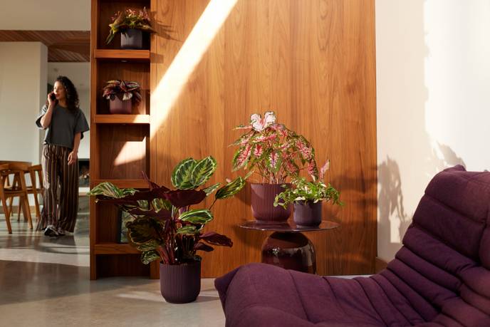 the winery collection 18cm deep purple